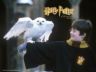 Harry z Hedwigą